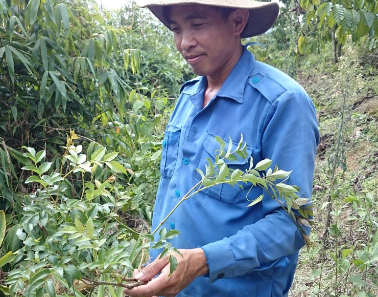 Nên hay không nên uống Chè dây leo Bstar? 8 Cay Che Day Leo